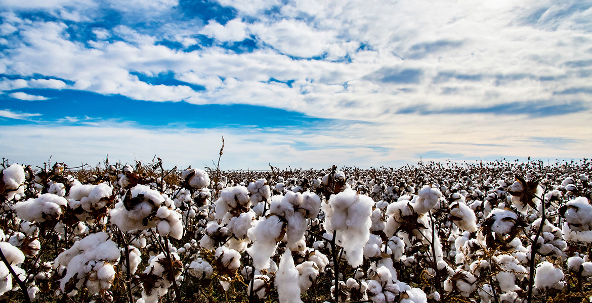 Cotton field