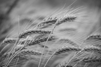 Wheat background