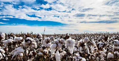 cotton field with blue and white sky
